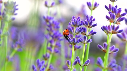 Wall Mural - Closeup ladybug crawling on lavender flowers