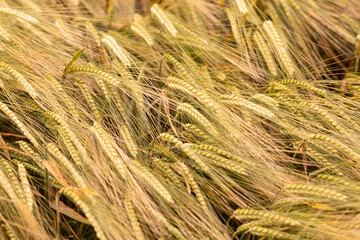 Wall Mural - Ripe wheat ears background pattern. Selected focus. Top view