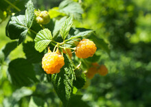 Ripe Yellow Raspberries On A Bush In The Garden