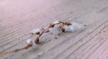 Poplar fluff worm on pink wooden background, abstract natural pattern