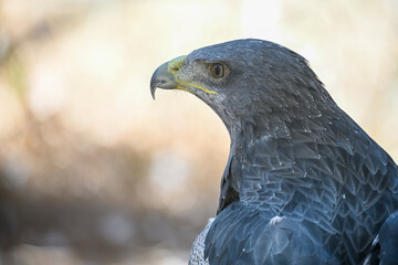 Canvas Print - Geranoaetus melanoleucus or shielded eagle, is a species of accipitriforme bird in the Accipitridae family