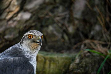 Wall Mural - Accipiter gentilis gentilis - Finnish Goshawk, is a species of bird in the Accipitridae family