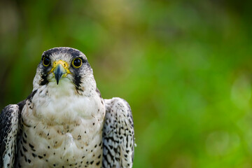 Canvas Print - Falco biarmicus or borni falcon, barni or lanario is a species of falconiform bird in the Falconidae family