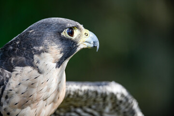 Poster - Falco peregrinus male or peregrine falcon, is a species of falconiform bird in the Falconidae family