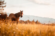 Brown horses standing in high grass in sunset light in forest backround. chestnut horse runs gallop on a spring, summer field