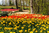 Fototapeta Tulipany - The beautiful garden of Pralormo Castle in springtime full of colorful tulips, Piedmont, Italy