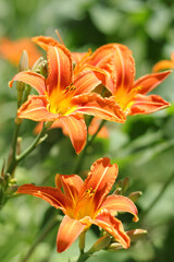 Beautiful flower of orange Lily in the garden on a summer day. Lilium tigrinum. Orange lily close up. Lilium Lancifolium. Floral background. Tiger lily flower. Red lily. Lilium lancifolium . Summer 