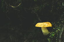 A Gold Mushroom Cap Grows Out Of The Dark Forest Ground Accompanied By Moss