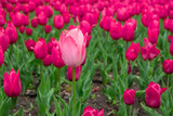 Fototapeta Tulipany - Pink tulip flower on purple tulips field, flower bed close-up, spring bloom with blurred background. Romantic fresh meadow foliage