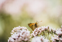 Rust Colored Skipper Butterfly On A Flower
