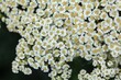 © ChrWeiss - Flower of the yarrow Achillea crithmifolia