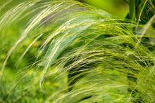 Feather Green Grass Background, Grass In The Wind
