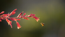 A Honey Bee Hovers In Front Of A Red Yucca Flower With The Morning Sun Making The Color Of The Bee And Flowers Glow. Soft Out Of Focus Greenery Provides A Contrasting Background.