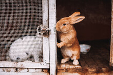 Rabbit Couple In Separate Cages