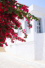 Canvas Print - City street with white building and beautiful blooming tree on sunny day