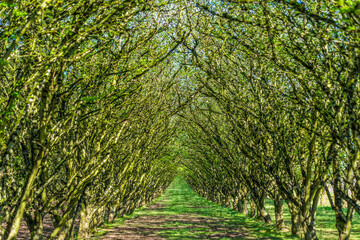 Wall Mural - The Forest Road