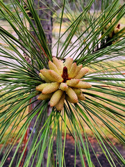  pine tree branches