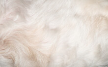 White Dog Fur Texture Close-up Beautiful Abstract Fur Background