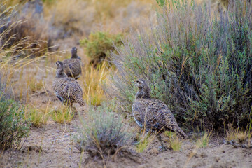 Sage Grouse on the move