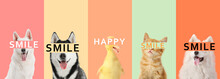 Collage Of Cute Happy Animals On Colorful Background