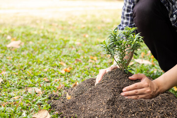 The young man's hands are planting young seedlings on fertile ground, taking care of growing plants. World environment day concept, protecting nature