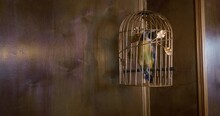 Fake Parrot Sits On A Perch In A Gilded Cage Decorated With Floral Ornaments, Which Sways In The Cabin Of Pirate Ship Or In A Room During An Earthquake