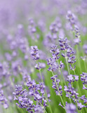 Fototapeta Lawenda - Background from violet lavender in the garden