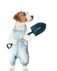 Poster - Jack russell terrier puppy farmer wearing overalls holds shovel and looks away on empty space. isolated on white background