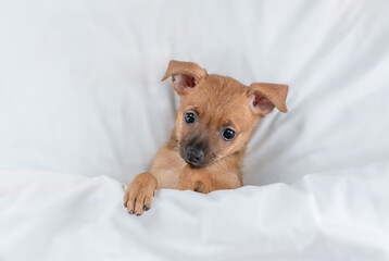 Poster - Cozy Toy terrier puppy lying under white blanket on a bed at home before bedtime. Top down view