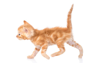 Poster - Small tabby cat walking. isolated on white background