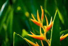 Colorful Exotic Orange Flower On Green Tropical Foliage Nature Background.