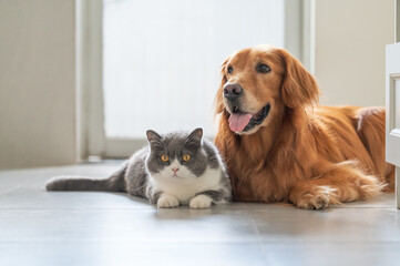 Wall Mural - Golden Retriever and British Shorthair are friendly