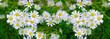 chamomile, daisy with white petals, fragrant meadow herbs, wildflowers, beautiful summer background, green banner, summertime concept, an old folk tradition to tell fortunes on chamomile, panorama