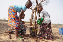 Group Of Young African Girls Trying To Save A Dying Tree From Drought