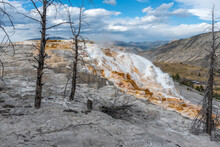Colourful Mammoth Hot Springs With Dead Trees Embedded In Calcium Carbonate Deposits  