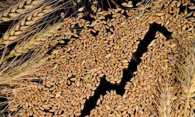 Grains of wheat and economic growth graph on a black background. Harvest wheat concept.