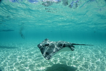 Wall Mural - swimming with stingray underwater in french polynesia