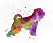 Irish Soft Coated Wheaten Terrier in watercolor