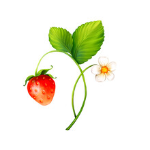 Branch Of Red Strawberry Fruits With Green Leaves. Digital Painting Illustration Isolated On White Background