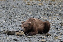 Kurze Erholung - Ein  Liegender Grizzlyxbär Während Der Suche Nach Claim Muscheln An Der Küste Von Katmai, Alaska