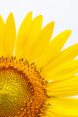 Wall Mural - Close-up of a yellow sunflower against the sky.