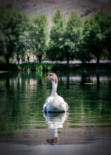 Goose On The Lake, Swan On The Lake, Swan On The Water, 
Lonely Duck Swimming In The Lake