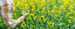 Farmer inspecting flowering oilseed plants in agricultural field.
