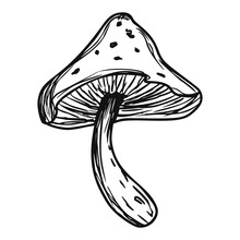 Poison Mushroom. Fly Agaric. White Toadstool. Mushroom Family. Sketch. Graphics. Hand Drawn Vector Illustration. Dangerous Mushroom Isolated On White Background.
