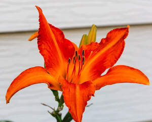 Wall Mural - a Primal Scream orange day lily in the lily garden