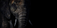 Close-up Moody Portrait With Dramatic Light And Shadow Showing Texture And Detail Of A Sri Lankan Elephant (Elephas Maximus Maximus) Trunk In The Jungle Of Udawalawe National Park, Sri Lanka.