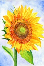 Yellow Blossoming Sunflower Twig On A White Background, Watercolor