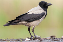 Bonte Kraai, Hooded Crow, Corvus Cornix