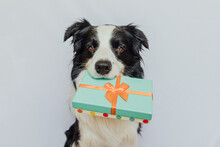 Puppy Dog Border Collie Holding Green Gift Box In Mouth Isolated On White Background. Christmas New Year Birthday Valentine Celebration Present Concept. Pet Dog On Holiday Day Gives Gift. I'm Sorry