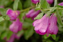 Beautiful Pink Flowers With Raindrops On Them, Natural
